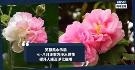 芙蓉风水布局：七八月正东方净水供花 催旺九紫