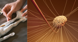 经络系统如人体天然生物互联网，如何助大脑提升能量？