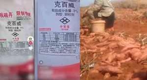 食物安全|央视揭黑心农户用剧毒农药,毒红薯流入全国