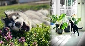 20种常见年花植物暗藏猫狗中毒危机，误食恐致命！