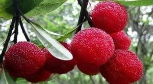 “药水杨梅”的“三无甜味剂”到底是什么?