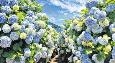 济洲梦幻绣球花季 3大赏花秘境推介
